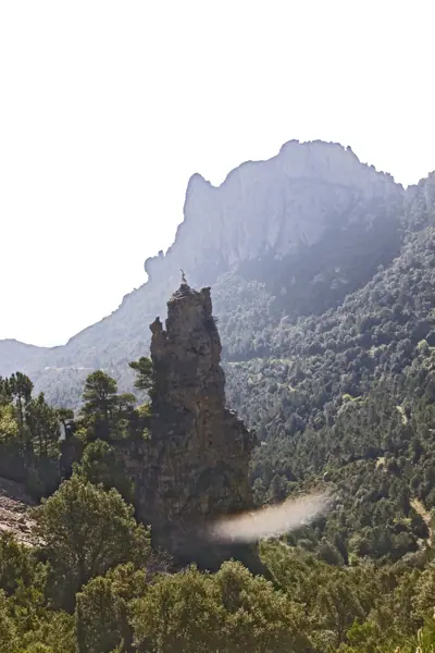 Coll del Mont Caro, fauna i flora (Els Ports) · 01967