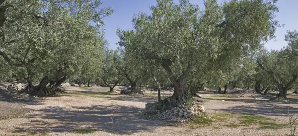 Coll del Mont Caro, fauna i flora (Els Ports) · 01969