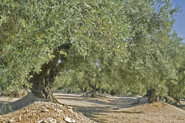 Coll del Mont Caro, fauna i flora (Els Ports) · 01968
