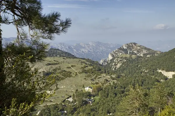 Coll del Mont Caro, fauna i flora (Els Ports) · 01971