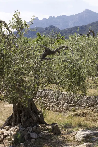 Coll del Mont Caro, fauna i flora (Els Ports) · 01970