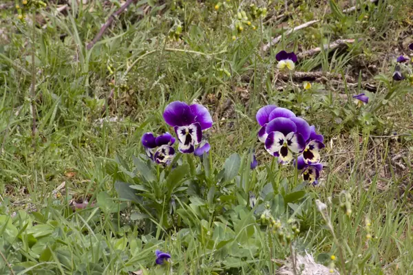 Coll del Mont Caro, fauna i flora (Els Ports) · 01931