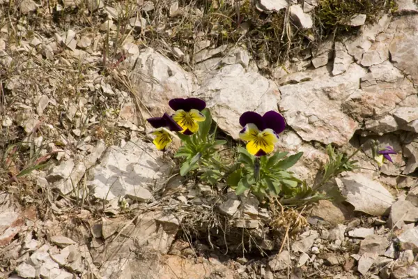 Coll del Mont Caro, fauna i flora (Els Ports) · 01932