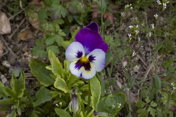 Coll del Mont Caro, fauna i flora (Els Ports) · 01933