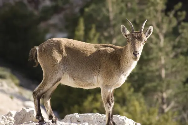 Coll del Mont Caro, fauna i flora (Els Ports) · 01945