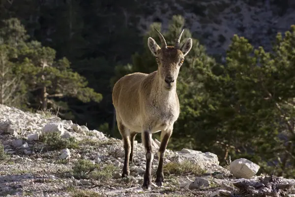 Coll del Mont Caro, fauna i flora (Els Ports) · 01946