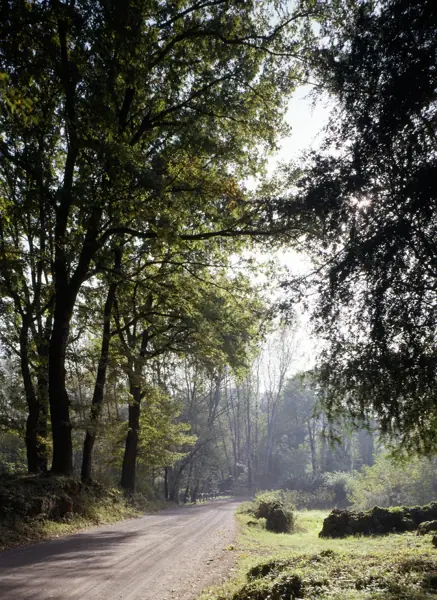 Font Moixina (Olot) · 01078