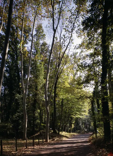 Font Moixina (Olot) · 01077