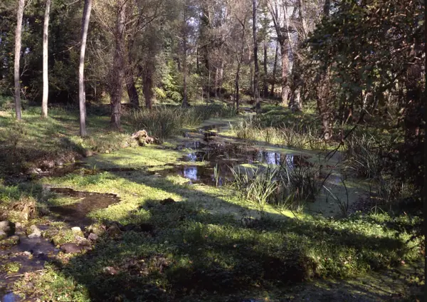 Font Moixina (Olot) · 01076