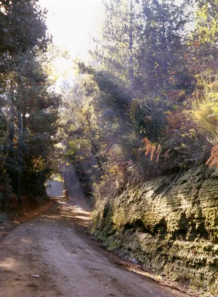 Volcà de Santa Margarida (Olot) · 00146