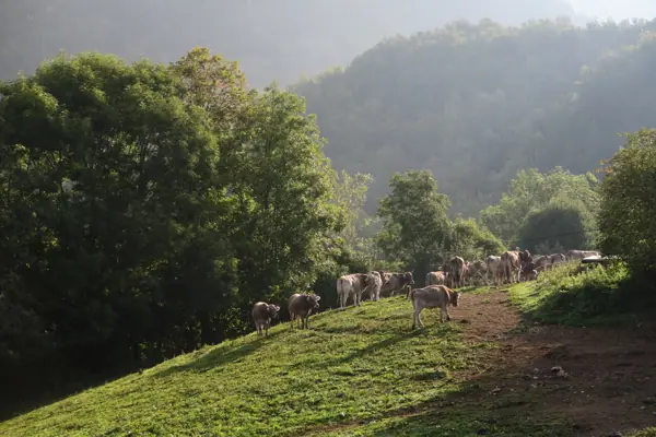 Natura i prats (Pardines) · 05447