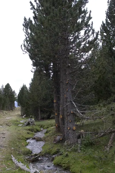 Pic d'Urdona i Port Ainé (Rialp) · 03647