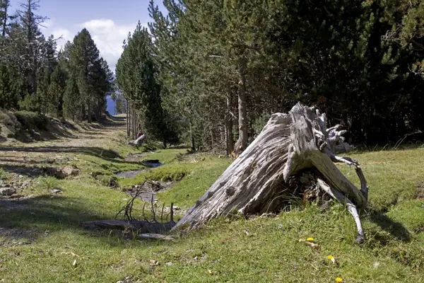 Pic d'Urdona i Port Ainé (Rialp) · 03651