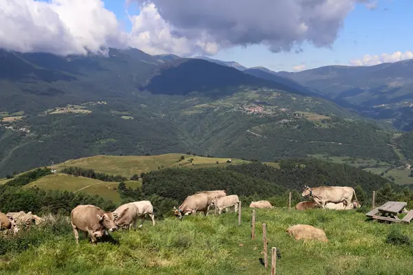 Coll de Jou (paisatges) (Ribes de Freser) · 05619