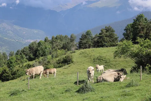 Coll de Jou (paisatges) (Ribes de Freser) · 05617