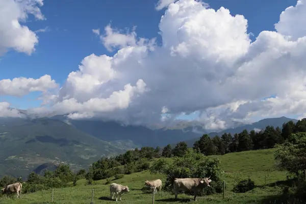 Coll de Jou (paisatges) (Ribes de Freser) · 05622