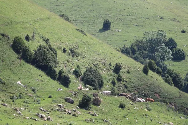 Coll de Jou (paisatges) (Ribes de Freser) · 05625