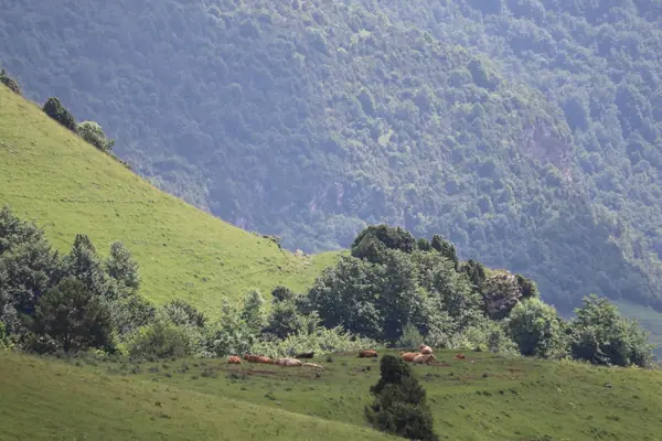 Coll de Jou (paisatges) (Ribes de Freser) · 05626