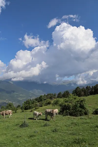 Coll de Jou (paisatges) (Ribes de Freser) · 05621