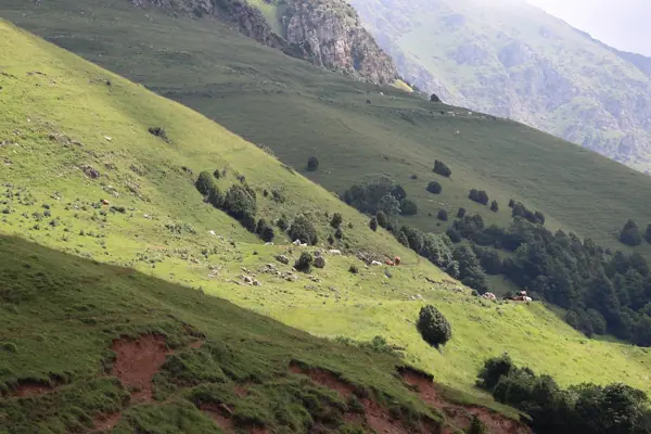 Coll de Jou (paisatges) (Ribes de Freser) · 05627