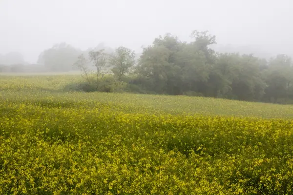 Boira, colza i roselles (Sant Bartomeu del Grau) · 00996