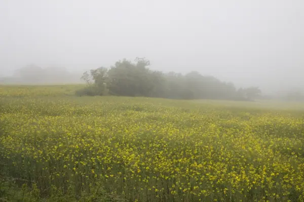Boira, colza i roselles (Sant Bartomeu del Grau) · 00999