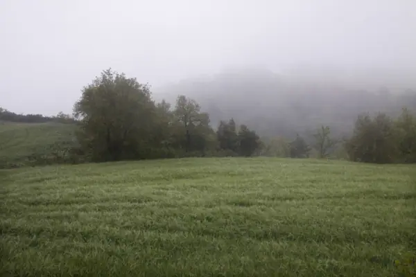 Boira, colza i roselles (Sant Bartomeu del Grau) · 01001
