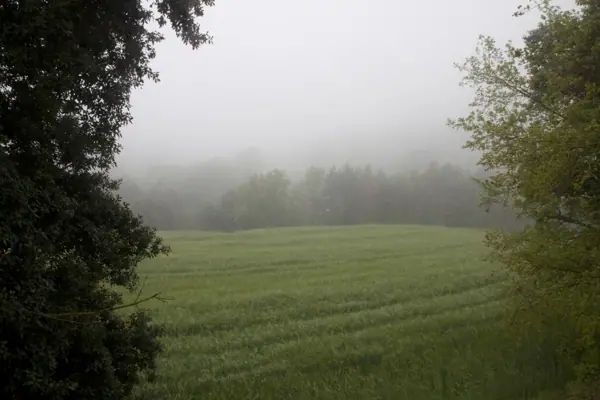 Boira, colza i roselles (Sant Bartomeu del Grau) · 01003