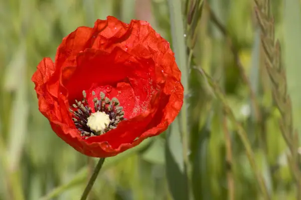 Boira, colza i roselles (Sant Bartomeu del Grau) · 01005