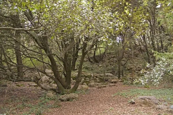 Via romana del Capsacosta (Sant Pau de Segúries) · 02117