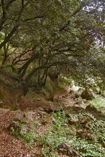 Via romana del Capsacosta (Sant Pau de Segúries) · 02119