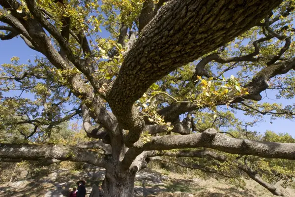 Roure de la senyora Vilar (Sant Boi de Lluçanès) · 03485
