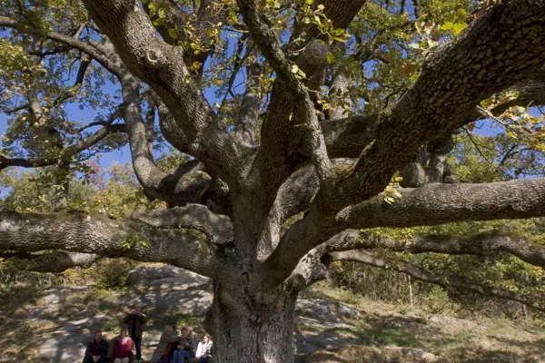 Roure de la senyora Vilar (Sant Boi de Lluçanès) · 03486
