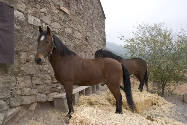 Fira medieval (Súria) · 00272