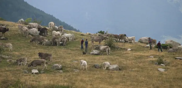 Poble i pastures (Taüll) · 624taull