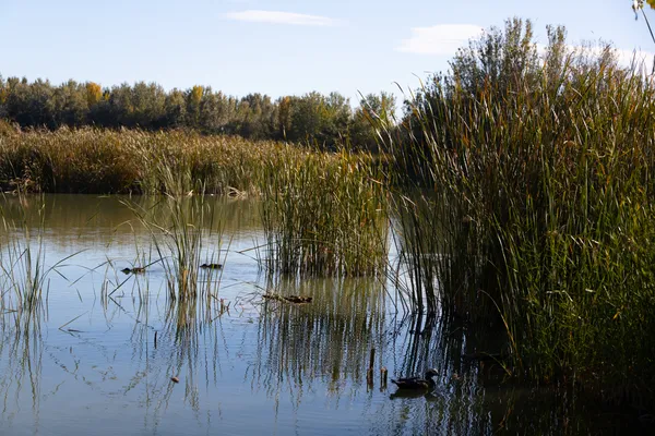 Estany d'Ivars (Vila-sana) · 08907
