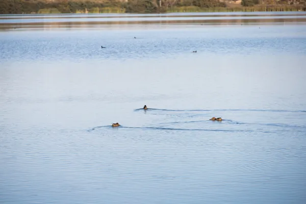 Estany d'Ivars (Vila-sana) · 08920