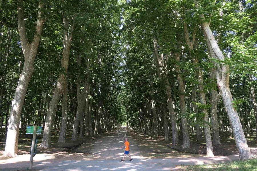 La Devesa i la Lleona