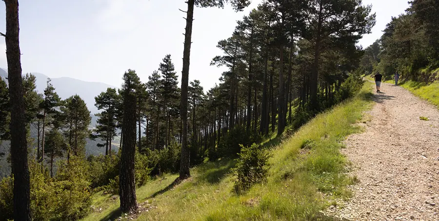 Creu del Codó