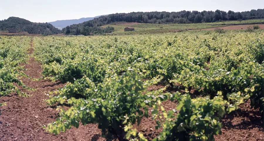 Paisatges: Aguiló i Rauric