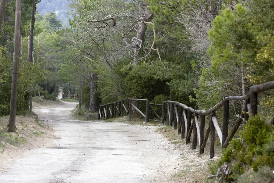 Coll del Mont Caro, fauna i flora